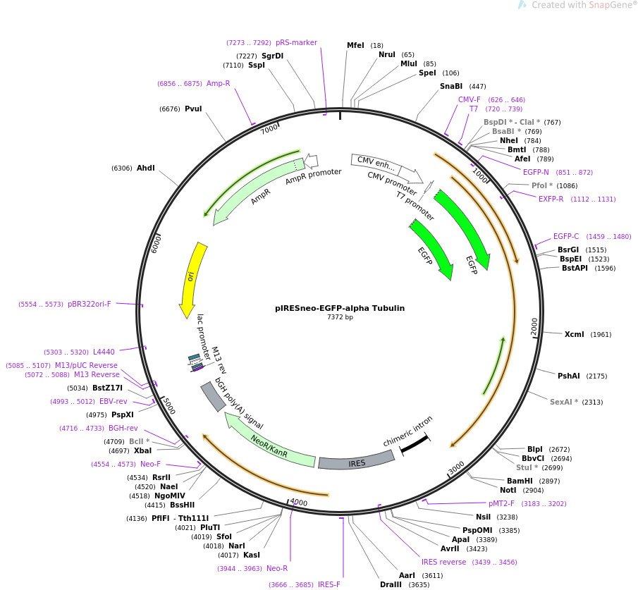 pIRESneo-EGFP-alpha Tubulin质粒图谱